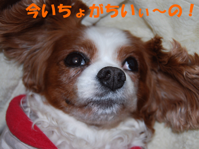 c0136838_023398.gif