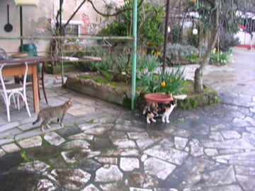 d0136540_357289.jpg