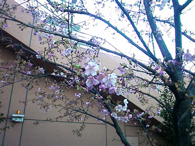 b0034848_1150407.jpg