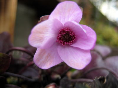 雪割草の花_c0147952_23471776.jpg