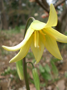 キバナカタクリ(黄花片栗)_c0085874_22114928.jpg