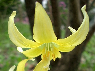 キバナカタクリ(黄花片栗)_c0085874_2213186.jpg