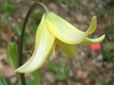 キバナカタクリ(黄花片栗)_c0085874_22143620.jpg