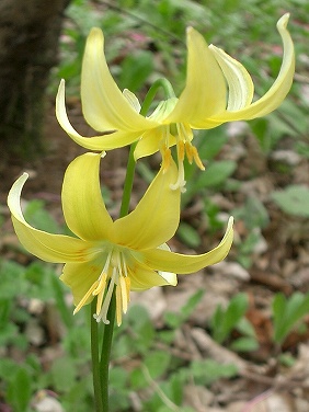 キバナカタクリ(黄花片栗)_c0085874_2292461.jpg