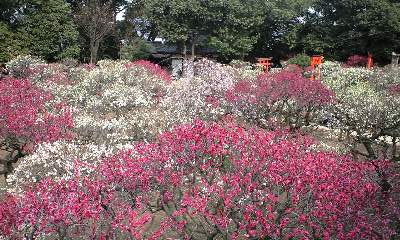 道明寺天満宮の梅の花_d0023994_20561498.jpg