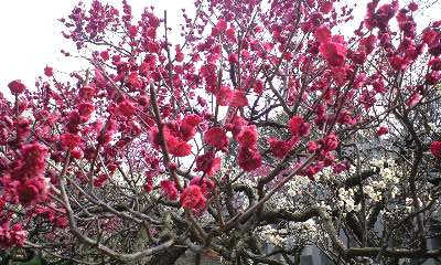 道明寺天満宮の梅の花_d0023994_20562222.jpg