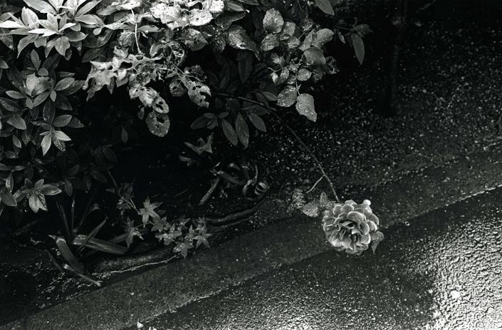 薔薇_f0036209_733840.jpg