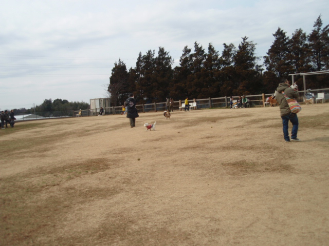 アンデルセン公園ドッグラン 白にまっ黒おめめと黒いはな 茶犬のガブリン