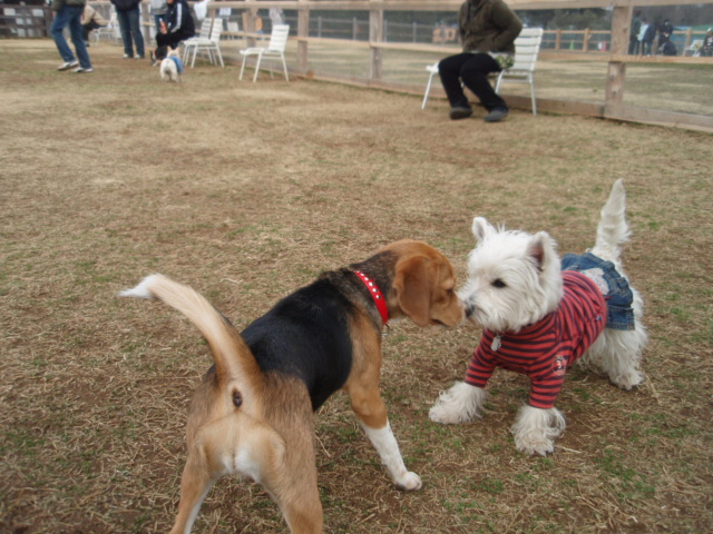 アンデルセン公園ドッグラン 白にまっ黒おめめと黒いはな 茶犬のガブリン