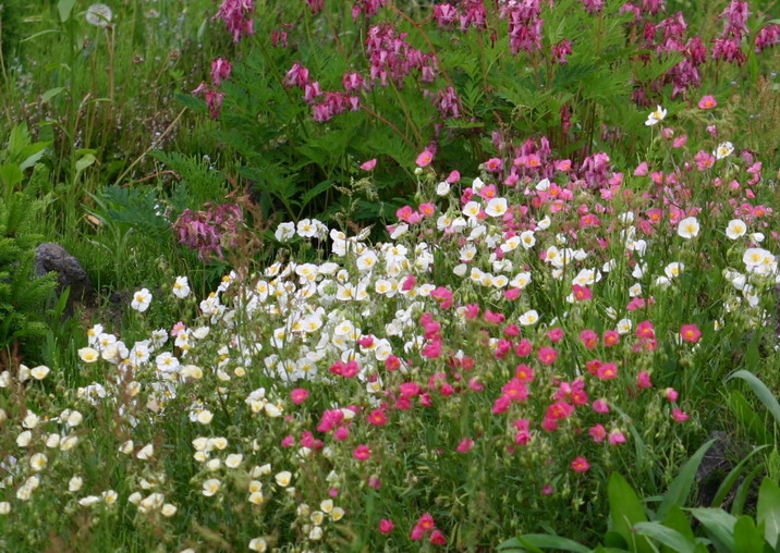 一押しの宿根草、ヘリアンテマム_d0143719_1312163.jpg