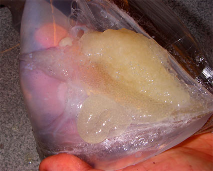 先週の釣果_d0062721_7383013.jpg