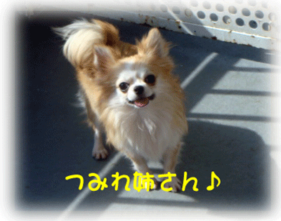 b0078030_1295339.gif