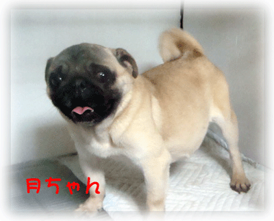 b0078030_133325.gif