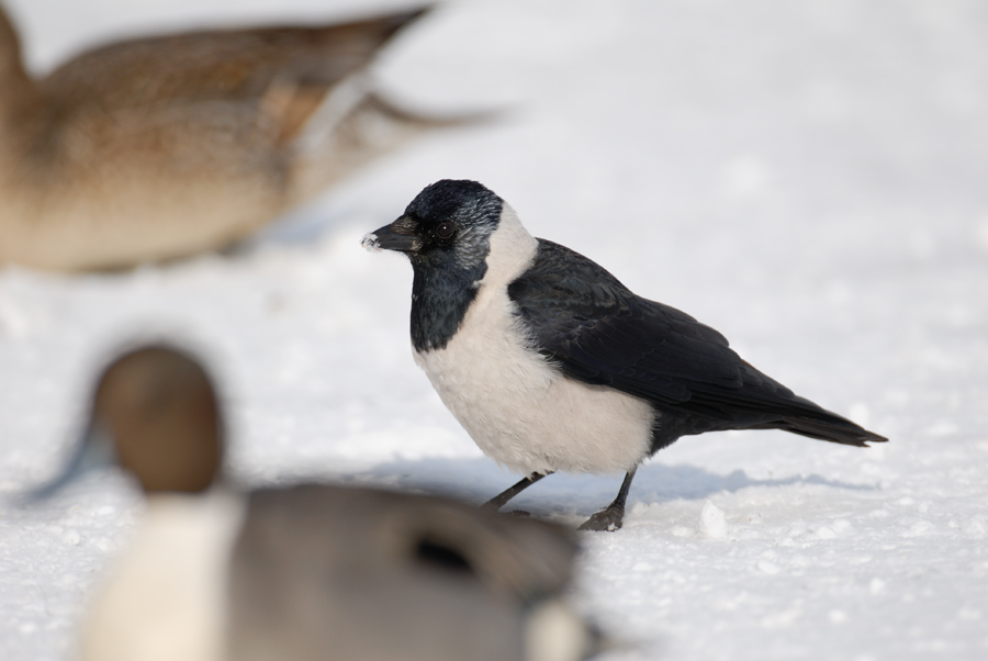 コクマルガラス : 鳥・撮り・トリミング