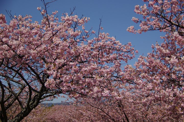 今年の河津桜その２_e0000746_20284315.jpg