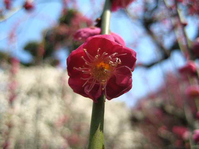 【枝垂れ梅の常立寺again】_b0009849_13491029.jpg