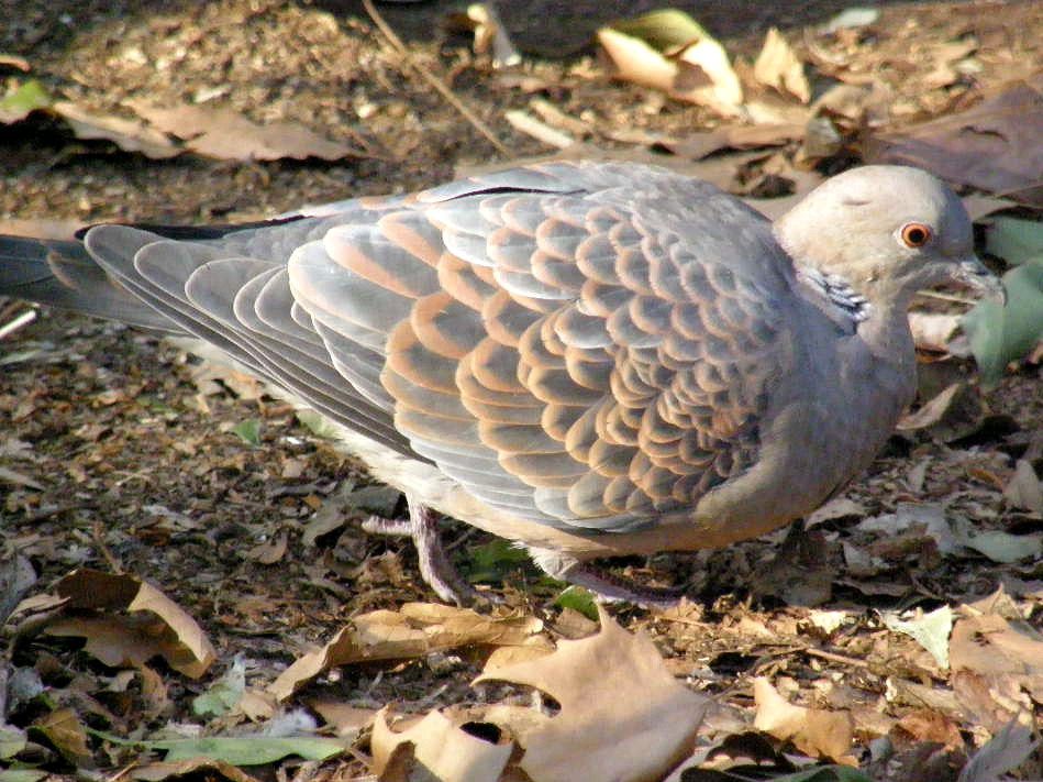 おっとりとした…雉鳩_e0064158_05131.jpg