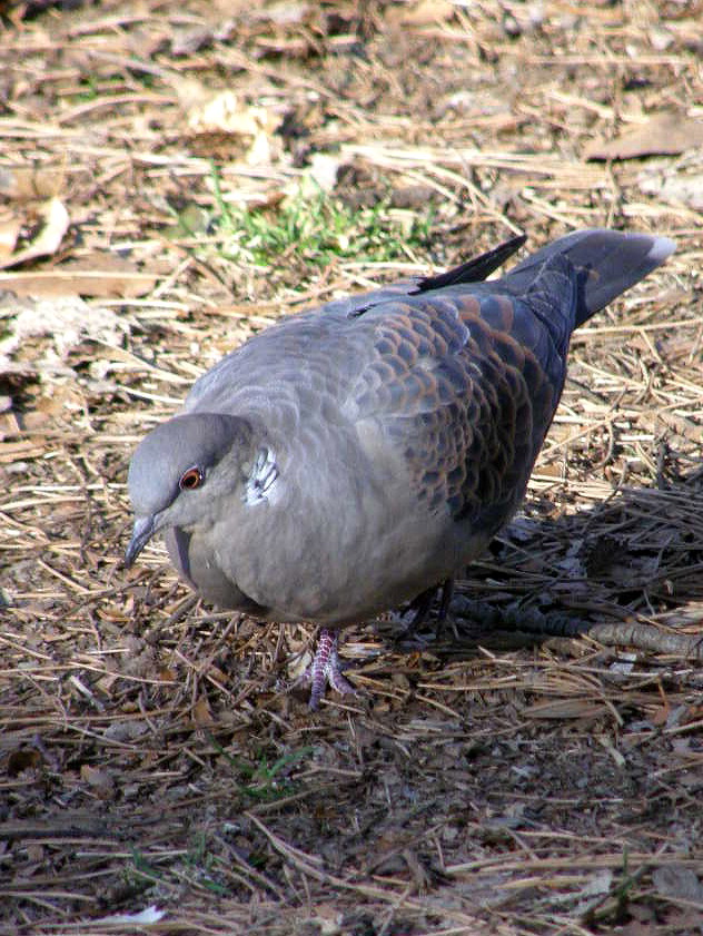 おっとりとした…雉鳩_e0064158_055211.jpg