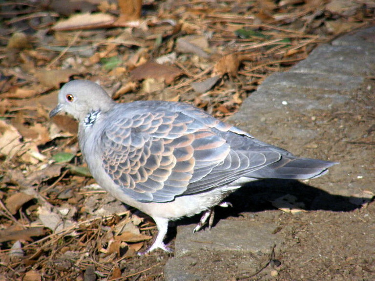 おっとりとした…雉鳩_e0064158_064253.jpg