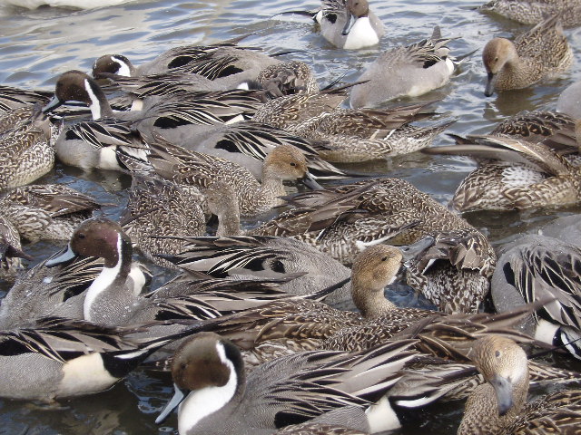 ウトナイ湖のカモ_d0153062_9592715.jpg