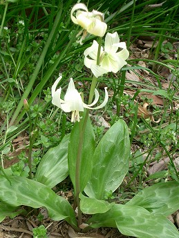 シロバナカタクリ(白花片栗)_c0085874_158276.jpg