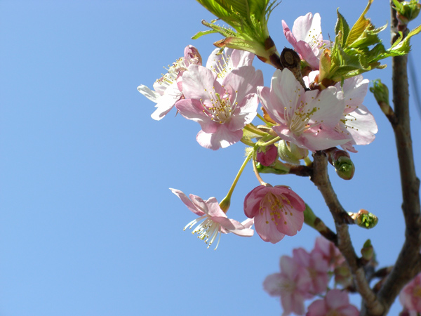 津久見　四浦半島　河津桜　　　３/1_d0126580_10375563.jpg