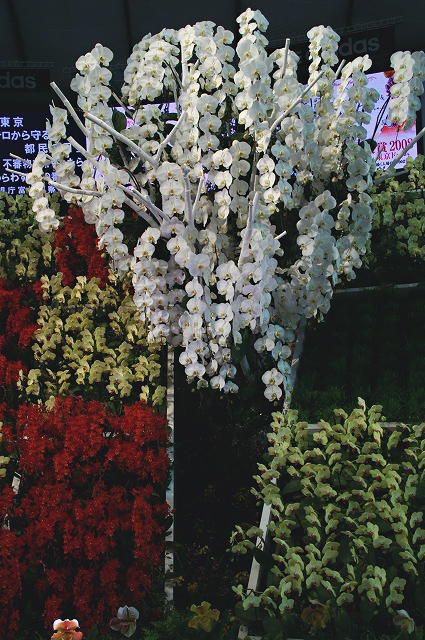 e0039703_2191498.jpg