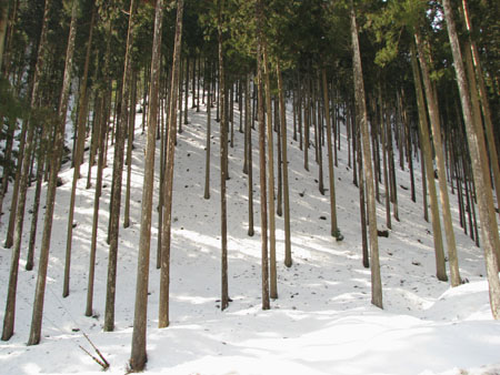 雪の北山杉林_e0048413_22333475.jpg