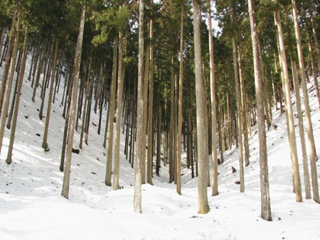 雪の北山杉林_e0048413_22334867.jpg