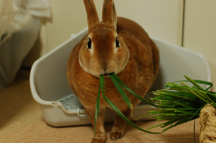 諸君、わたしは生牧草が好きだ。_b0061023_19124076.jpg