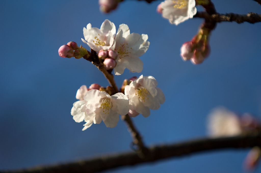 ★寒緋桜　-宮地嶽本殿前-_b0023047_19224185.jpg