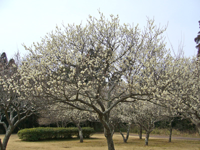 b0045357_8365369.jpg