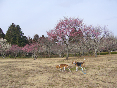 b0045357_839810.jpg