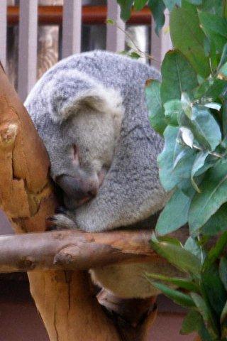 Koala asleep_c0157558_22152920.jpg