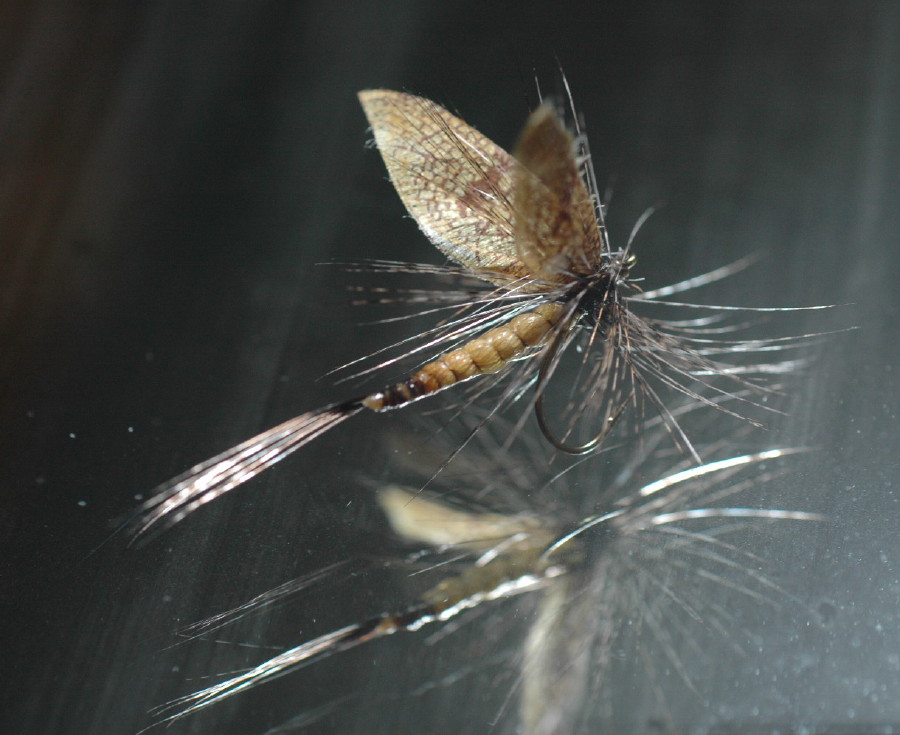 Fly Spey Bum