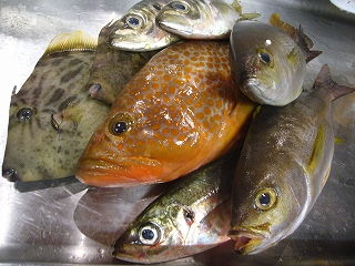 春の魚と書いて鰆(さわら)_f0157910_15455736.jpg