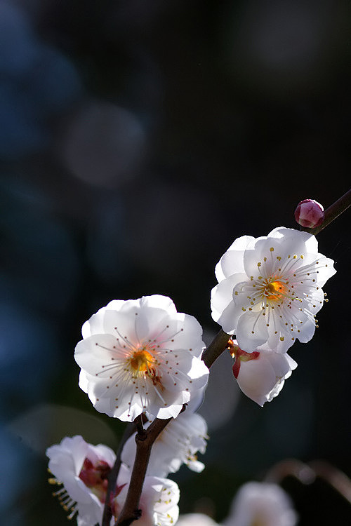 梅の花_e0134814_19352713.jpg