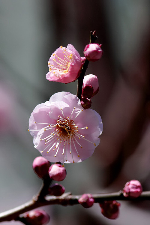 梅の花_e0134814_19364310.jpg