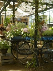 Petersham Nurseries _a0073021_2381244.jpg