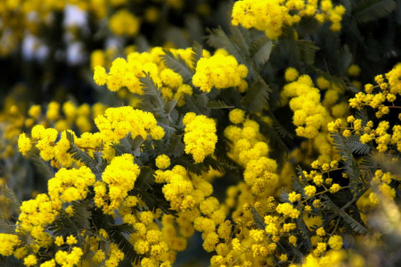 ミモザの花 気になる木 楝の春夏秋冬 ミモザの花 気になる木 楝の春夏秋冬