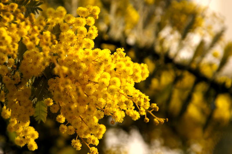 ミモザの花 気になる木 楝の春夏秋冬 ミモザの花 気になる木 楝の春夏秋冬