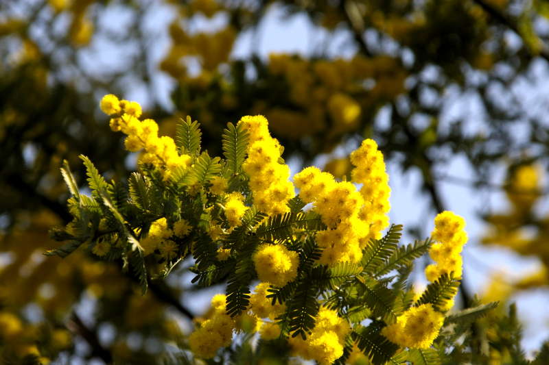 ミモザの花 気になる木 楝の春夏秋冬 ミモザの花 気になる木 楝の春夏秋冬