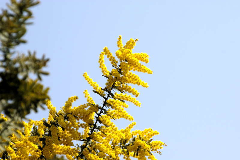 ミモザの花 気になる木 楝の春夏秋冬 ミモザの花 気になる木 楝の春夏秋冬
