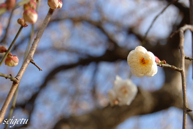 半田山植物園_c0126344_12173510.jpg