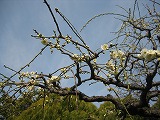 c0148270_12322177.jpg