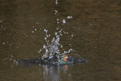 野鳥アルバム_b0047179_9464491.jpg