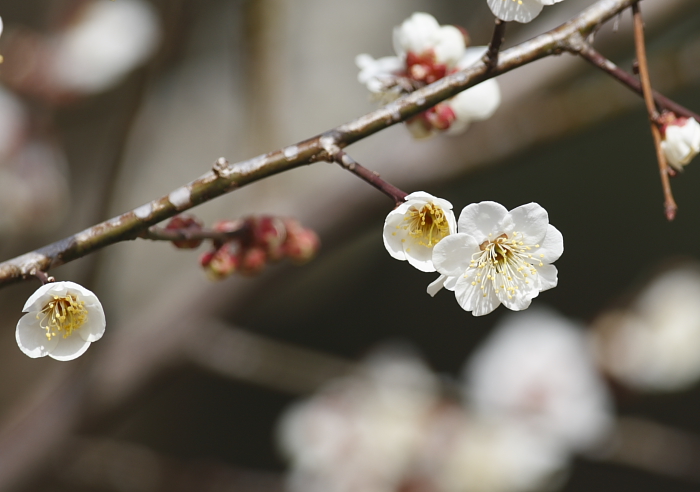 梅の花びらは何枚かな ｋ ｕ ｍ ａ ３ の 写 真 集