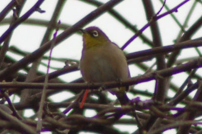 c0047589_1516193.jpg