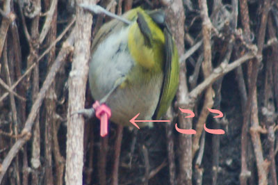 c0047589_1532385.jpg