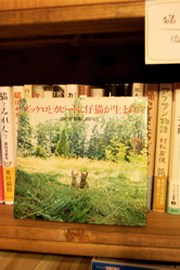 懐かし猫・迫力猫・(駄猫)_d0028589_18444550.jpg